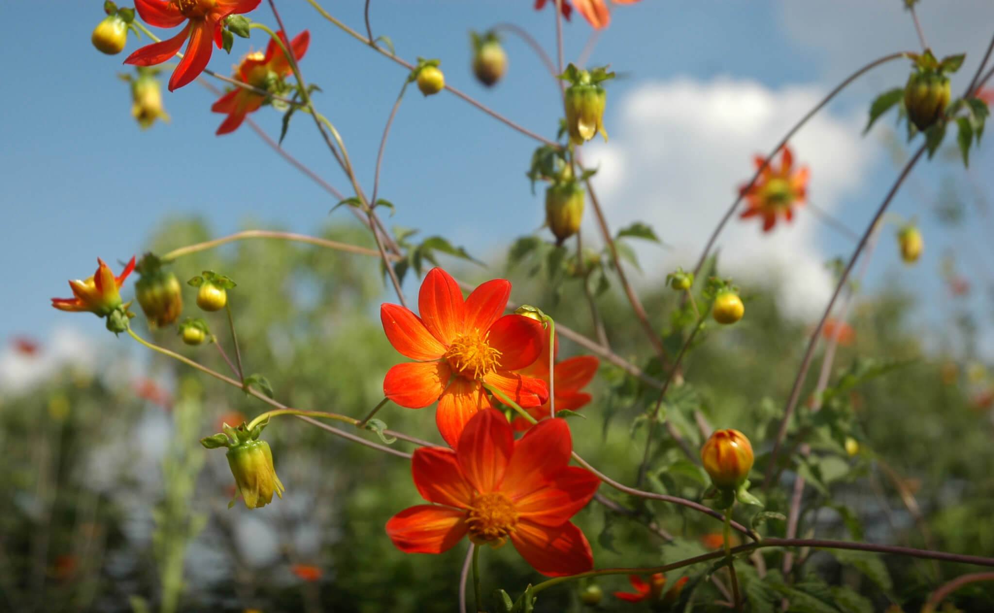 Dahlia coccinea